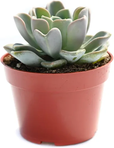 Miniatura 6 de Planta suculenta Echeveria viva - Suculenta Echeveria de 4 pulgadas con raíces completas (Echeveria Marron)