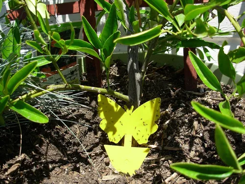 Miniatura 2 de Trampas adhesivas amarillas para moscas (paquete de 25) para mosquitos, moscas blancas, mosquitos y pulgones, insectos pequeños, tramperos