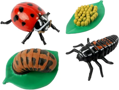 Miniatura 2 de Insect Lore estados del ciclo de la vida de mariquita