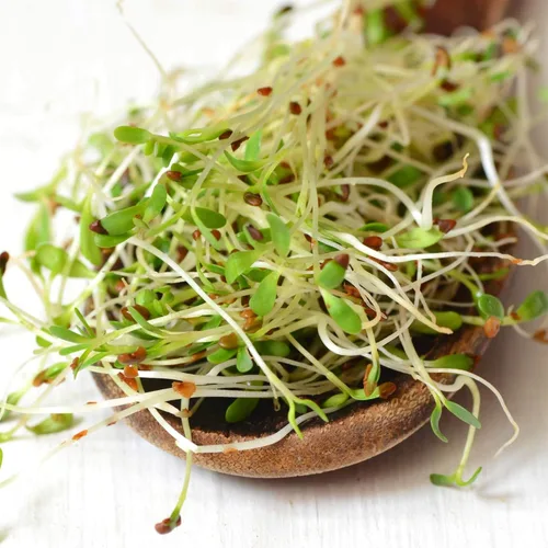 Miniatura 3 de Semilla de brote de alfalfa orgánico certificado – marca Handy Pantry – semillas de alta germinación comestibles - jardinería, cultivos