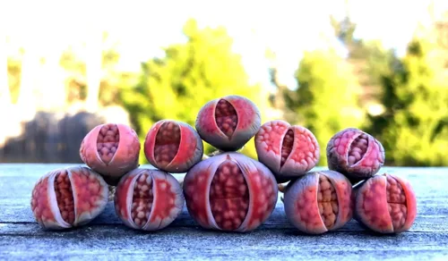 Semillas suculentas exóticas raras y auténticas con garantía de germinación. Cosecha reciente con calidad premium. Mini plantas de piedra vivas