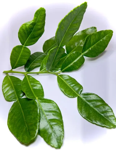 Hojas frescas de lima kaffir - 1 onza.. Lo mejor en Amazon Envolvemos cuidadosamente las hojas de lima kaffir recién recogidas en una hoja de
