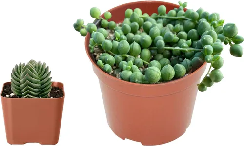 Miniatura 2 de Juego de suculentas vivas, cadena de perlas de 4 pulgadas y collar de bebé de Crassula de 2 pulgadas, planta de interior de fácil cuidado