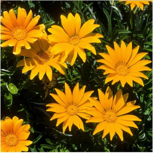 Miniatura 3 de everwilde granjas – Gazania flores silvestres semillas – oro Vault