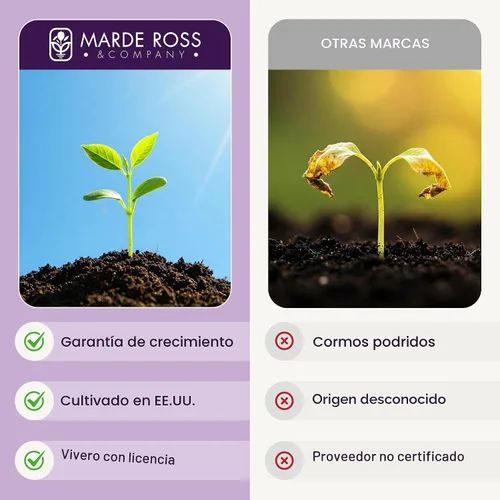 Miniatura 4 de Cormos de Azafrán Crocus para Plantar – 10 Cormos Grandes – Flores Púrpuras – Bulbos Perennes para Plantación al Aire Libre que Producen la Especia