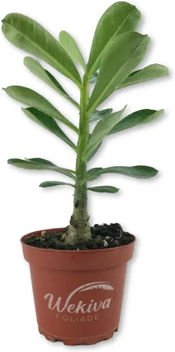 Miniatura 7 de Planta de rosa del desierto – 3 plantas vivas en macetas de 4 pulgadas – Adenium Obesum – Dramática suculenta con poca agua
