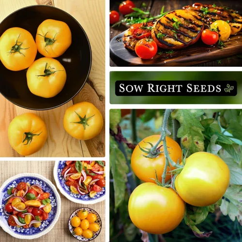 Miniatura 4 de Sow Right Seeds - Semillas de tomate melocotón de jardín para plantar - Paquete de reliquia sin OMG con instrucciones para cultivar un huerto