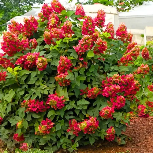 Miniatura 12 de Plantas de árbol de arbusto de hortensias vivas, 5-9 pulgadas de alto, sin maceta, inactivas en invierno, cambian de color, plantación perenne