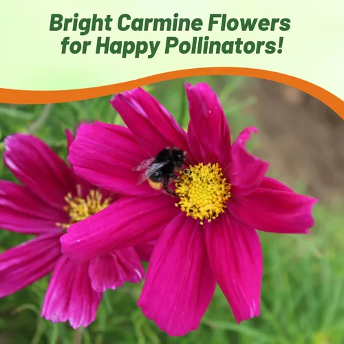 Miniatura 5 de Outsidepride Sonata Carmine Cosmos Bipinnatus Seeds – 50 piezas anuales, fáciles de cultivar y tolerantes a la sequía, semillas de flores