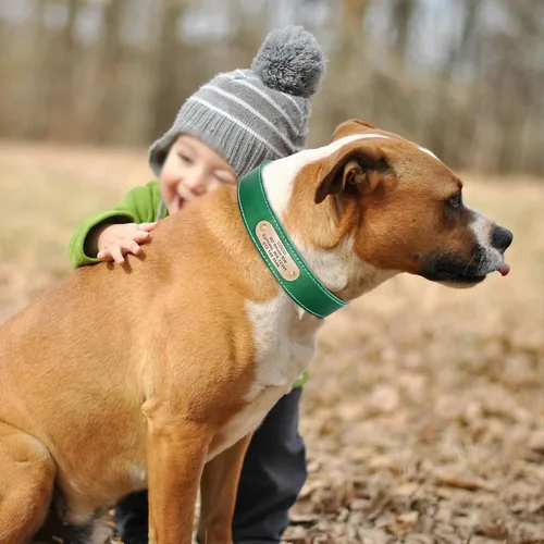 Miniatura 2 de Didog Collares de perro de cuero genuino con placa de identificación grabada, collar de perro de cuero suave personalizado con etiqueta de Verde