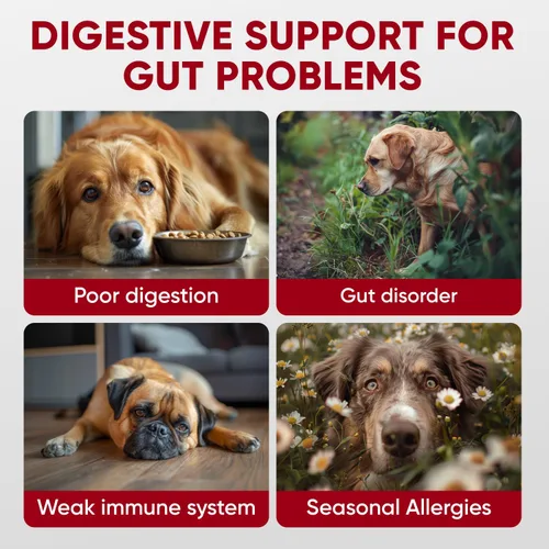 Miniatura 2 de Probióticos para la salud digestiva de los perros, masticables probióticos para la salud intestinal, levadura con picazón en la piel, diarrea