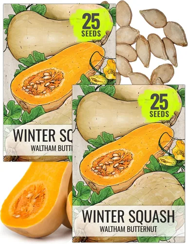 Miniatura 12 de Seed Needs Semillas de calabacín para plantar calabaza de verano Black Beauty, sin OMG, reliquia y sin tratar, rendimientos prolíficos de deliciosos