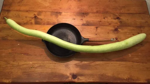 Miniatura 4 de Semillas Calabash Calabash Long Gourd Lagenaria Serpantine Heirloom Vegetal para plantar sin OMG