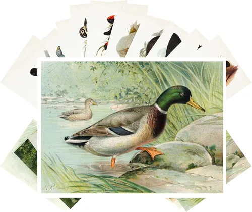 Miniatura 7 de PIXILUV Postales vintage (24 piezas de 4 x 6 pulgadas cada una) Pinturas de pájaros bonitos de loros y cacatúas, postales vintage, tarjetas