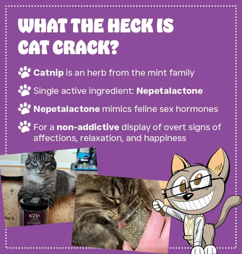 Miniatura 2 de Cat Crack Hierba Gatera, Mezcla de Hierba Gatera Inductora de Zoomies, Hecha en América del Norte y 100% Natural, Tratamientos de Hierba Gatera