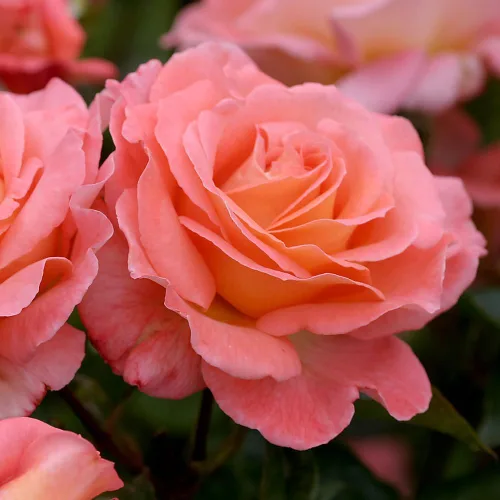 Miniatura 4 de Heirloom Roses Planta de rosas - Acapella® Rosa Rosa Bush, Té híbrido Planta viva para plantar al aire libre