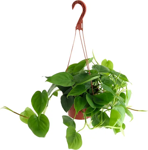 Shop Succulents Heartleaf Philodendron Cordatum, planta de interior viva, planta de arrastre de fácil cuidado para decoración del hogar, oficina,