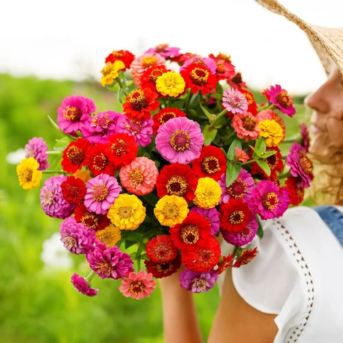 Miniatura 49 de Eden Brothers - Semillas de zinnia, cactus con flores, sin OMG, plantar en primavera, paquete, flores de bajo mantenimiento, zonas 3, 4, 5, 6, 7, 8