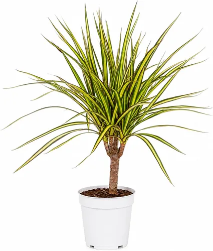 Miniatura 38 de Agloanema Garnet House Plant, Chinese Evergreen Live Plant for Indoor Spaces, Colorful Aglaonema Live Plant, Feng Shui Plants Live Houseplants for
