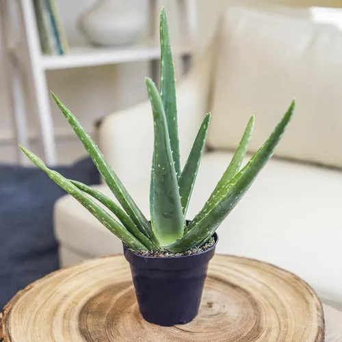 Miniatura 7 de Planta de aloe vera plantas suculentas vivas (paquete de 3), plantas suculentas vivas de aloe vera, planta de aloe vivo en maceta de aloe, plantas