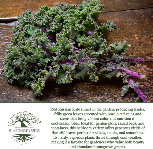 Miniatura 6 de Semillas rojas de col rizada rusa (Brassica Napus VAR. pabularia) – Más de 750 semillas sin OMG y reliquias de Isla's Garden Seeds, tiernas verduras