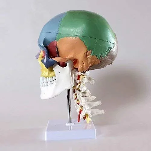 Miniatura 2 de Modelo de enseñanza anatómica del cráneo humano con 7 vértebras cervicales y arteria con soporte