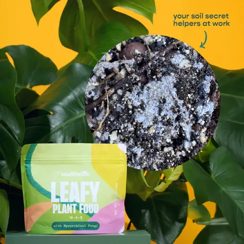 Miniatura 5 de Alimento para plantas frondosas con hongos micorrízicos - Uso durante todo el año - Produce 200 litros de fertilizante suave para plantas
