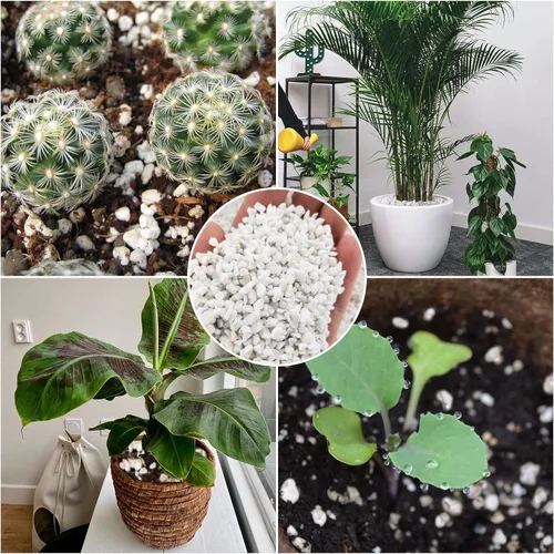 Miniatura 7 de Legigo 2 Cuartos de Perlita Hortícola Orgánica para Plantas de Interior - Aditivo Acondicionador Natural de Suelo Hortícola Mezcla para Mejorar