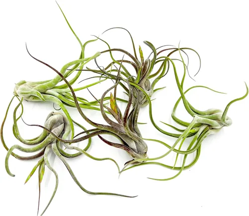 Miniatura 12 de ragnaroc Air Plants - Tillandsia Caput Medusae Floreciente, Grande 5-7" - 1ct - Llegada Viva Garantizada - Plantas de Casa para Decoración del Hogar