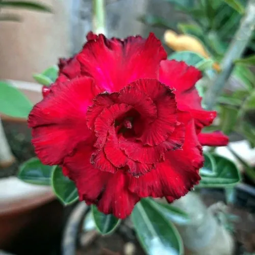 Miniatura 4 de Planta de rosa del desierto Adenium, rosa del desierto para principiantes para plantar en interiores y exteriores, 10-15 cm, plántula suculenta