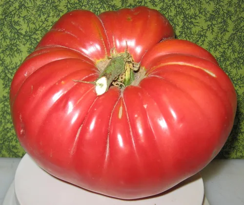 Miniatura 3 de Semillas Red Giant Beefsteak Tomate Indeterminado No GMO Heirloom