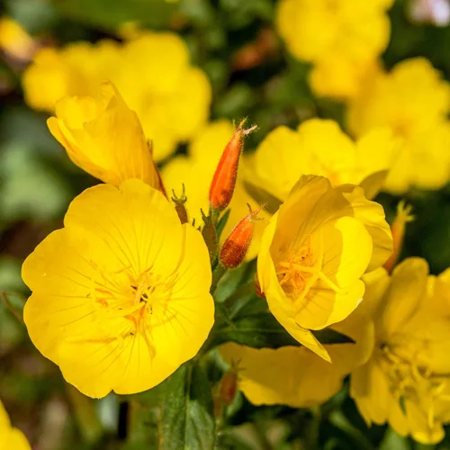 Miniatura 7 de Outsidepride Semillas de onagra, 1 libra, anuales, resistentes, fáciles de cultivar y de bajo mantenimiento para plantar flores amarillas suaves