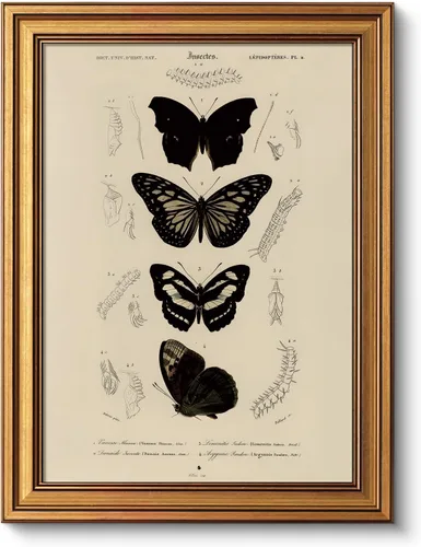 VIYYIEA Impresiones artísticas enmarcadas en oro, 12 x 16 pulgadas, pintura de arte vintage de entomología de mariposas, decoración científica