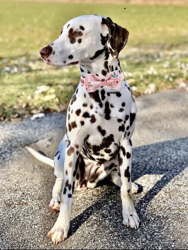 Miniatura 4 de Elegant little tail - Collar ajustable con corbatín para mascotas, suave, cómodo y elegante, para perros y gatos pequeños, medianos y grandes 2-Flor