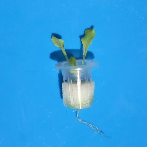 Miniatura 7 de COOLHOOD 96pcs esponja hidropónica plantación herramienta de jardinería esponjas de plántulas para invernadero crecimiento de pequeños brotes