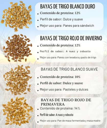 Miniatura 8 de Granos de trigo duro rojo de invierno transgénicos, 100 % sin irradiar. Certificado Kosher Parve. Cultivado en EE. UU. Registro de campo
