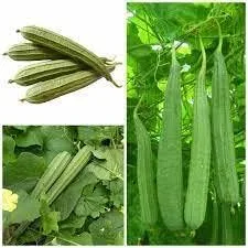 Miniatura 3 de The Rike 20 Semillas Luffa Acutangula Seeds Angulada Luffa Ridge Gourd Turai Chinese Okra Plato Paño Calabaza, Calabaza Estriada, Muop Huong