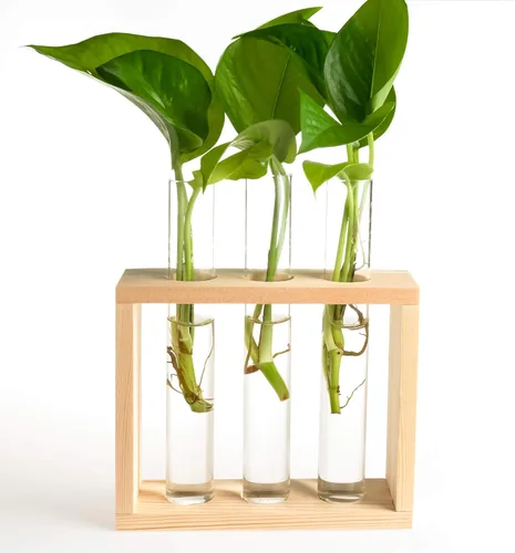Miniatura 9 de Estación de propagación de plantas de madera de 5 tubos, soporte de terrario de vidrio de mesa para esquejes hidroponía, decoración de escritorio
