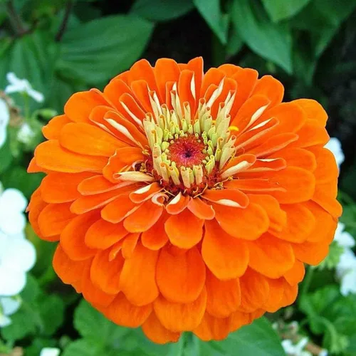 100 semillas de zinnia Orange King para plantar más de 0.04 oz de semillas no transgénicas Heirloom USA cosechadas abeja polinizadora mariposa