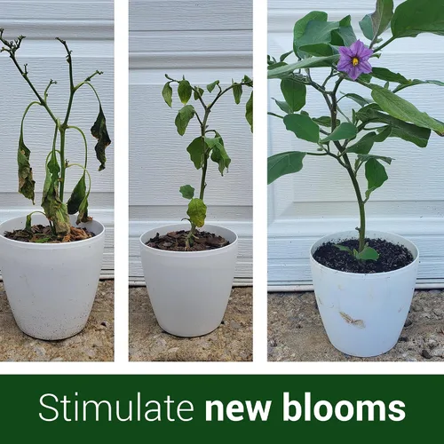Miniatura 5 de Elm Dirt 's Bloom Juice para todas las plantas con flores (botella de 1-32 onzas)