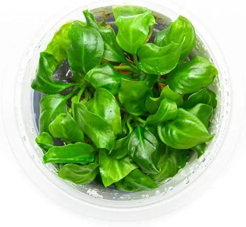 Miniatura 56 de Planta viva SubstrateSource - Hierba enana Eleocharis Belem cultivada en tejidos acuáticos para acuario - 100% libre de caracoles en copa in vitro