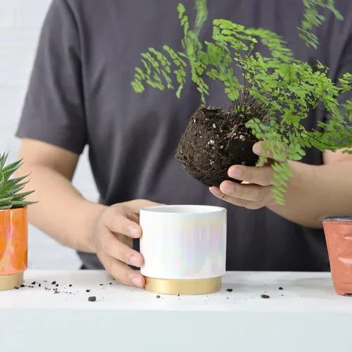 Miniatura 6 de Gepege - Macetas para suculentas para plantas, maceta para suculentas con agujeros de drenaje, maceta de cerámica para plantas de interior, juego