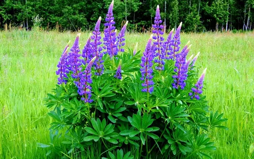 Miniatura 2 de Semillas Blue Lupine King Canute Flores Perennes