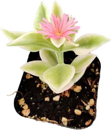 Plantas de cactus suculentas vivas de USKC (maceta de 2 pulgadas) (Aptenia Cordifolia Variegated)