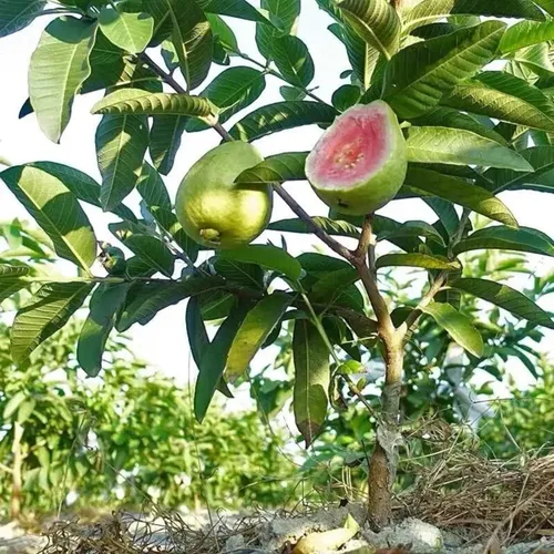 Miniatura 3 de 100 semillas de guayaba rosa para plantar: semillas de árboles frutales tropicales para jardín y contenedores
