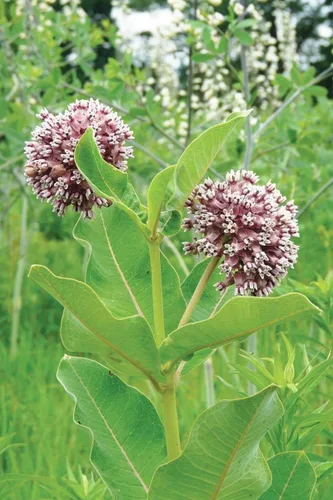Miniatura 4 de Semillas nativas de algodoncillo común para plantar (100 semillas) – Asclepias syriaca – Ideal para Butr»
