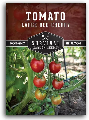 Semillas de tomate cereza roja grandes para plantar, variedad de enredaderas indeterminadas tradicionales de alto rendimiento con fruta roja dulce,