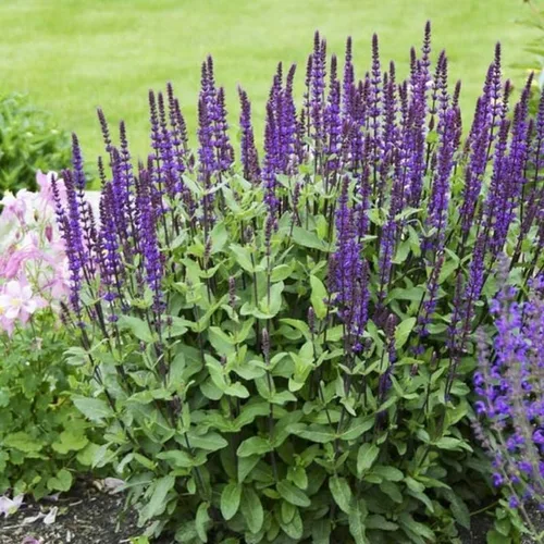 Miniatura 2 de 1 planta viva de salvia para exteriores, arbustos de salvia de 4 a 8 pulgadas de alto, sin maceta (azul púrpura salvia)