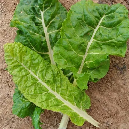 Semillas de acelga gigante Fordhook orgánicas, 1/4 libra ~ 6,000 semillas, reliquia, orgánica, polinizada abierta, sin OMG, jardinería agrícola y