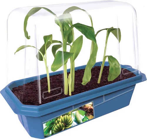 Miniatura 2 de Toys by Nature - Terrario de brotes de plátanos para interiores, suministros completos para cultivar mini plátanos comestibles en casa, las plantas